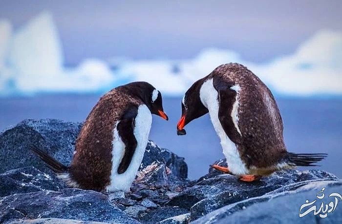 پنگوئن های جنتو